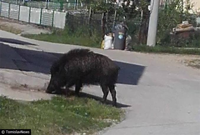 Ilustracija članka: Tomislavgrad: Vepar šeta selom!