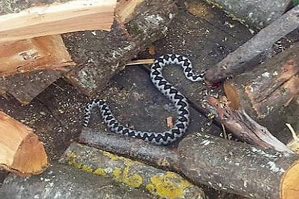 Ilustracija članka: Ljubušaka jutros ugrizla zmija