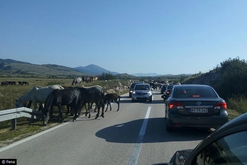 Ilustracija članka: VIDEO | Šuica: Stotine divljih konja na cesti oduševile putnike