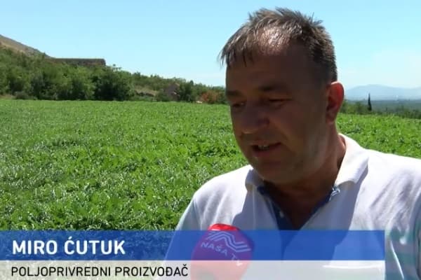 Ilustracija članka: Albanska lubenica preplavila hercegovačko tržište