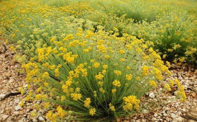 Ilustracija članka: Smilje: Napraviti banke ulja i uključiti vlast u rješavanje problema otkupa