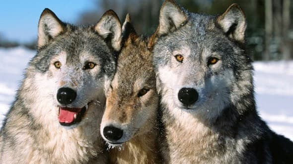 Ilustracija članka: Vukovi kod Tomislavgrada zaklali desetak ovaca