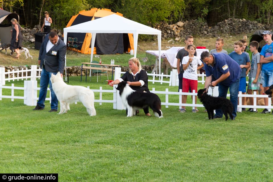 Ilustracija članka: Grude domaćin Državne izložbe pasa svih pasmina