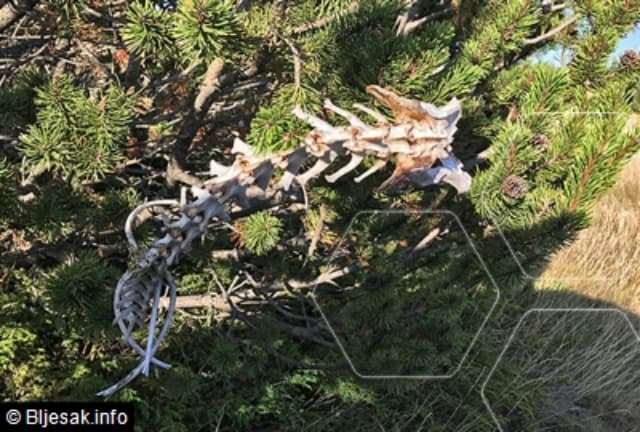 Ilustracija članka: Apel fra Marinka Šakote: Spasimo Park prirode Blidinje