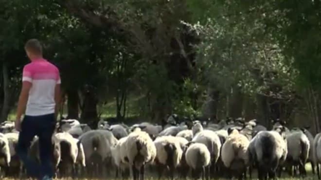 Ilustracija članka: Pozitivna priča: Braća se vratila iz Zagreba u Rakitno zbog ruskih ovaca (VIDEO)