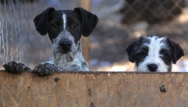 Ilustracija članka: U Vinjanima otrovani psi i mačke