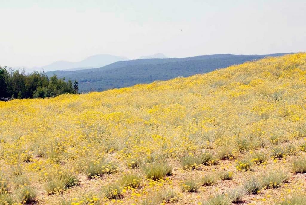 Ilustracija članka: Za spas proizvodnje krediti po kamatnoj stopi od 2% i poticaji