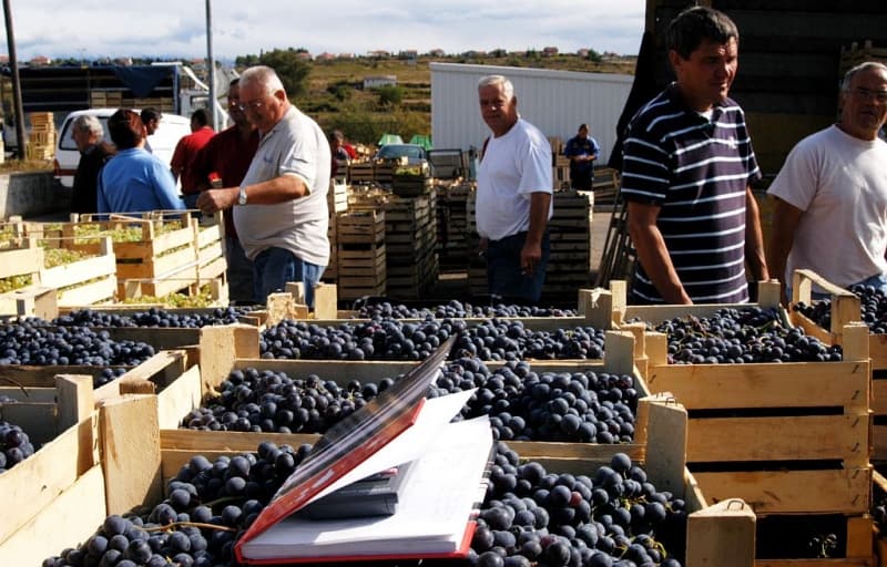 Ilustracija članka: Ipak stiglo uvozno grožđe, domaći vinogradari ogorčeni