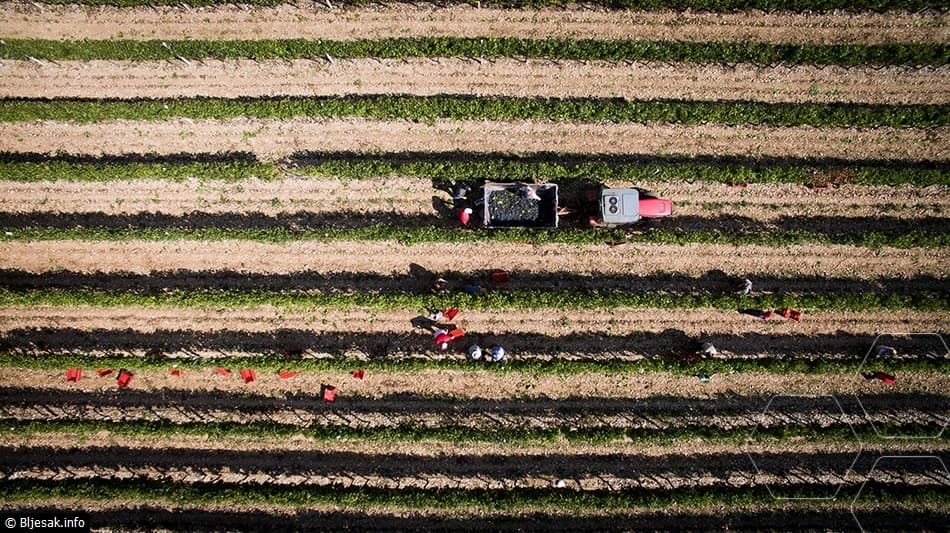 Ilustracija članka: Čitluk: Posjekli vinograd s 950 nasada vinove loze