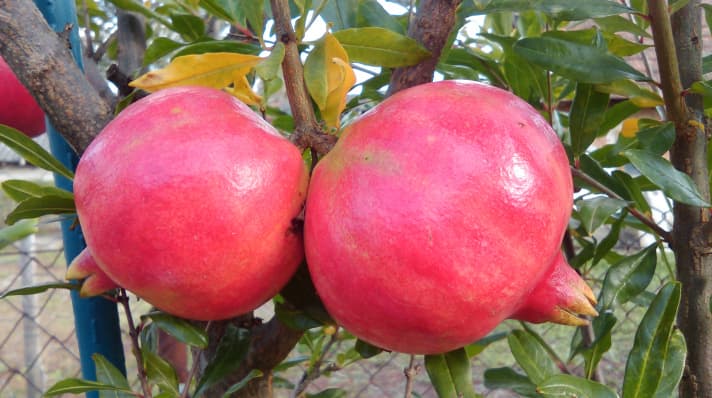 Ilustracija članka: Hercegovina: Idealno područje za uzgoj šipka