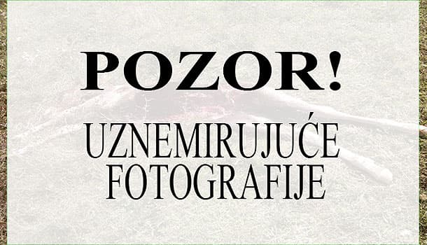 Ilustracija članka: FOTO: Vukovi siju strah u Sovićima, napadaju pse i domaće životinje