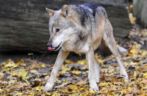 Ilustracija članka: Vukovi pored Imotskog usred dana rastrgali psa: ‘Prizor koji smo zatekli nemoguće je sanjati i u najstrašnijim snovima’