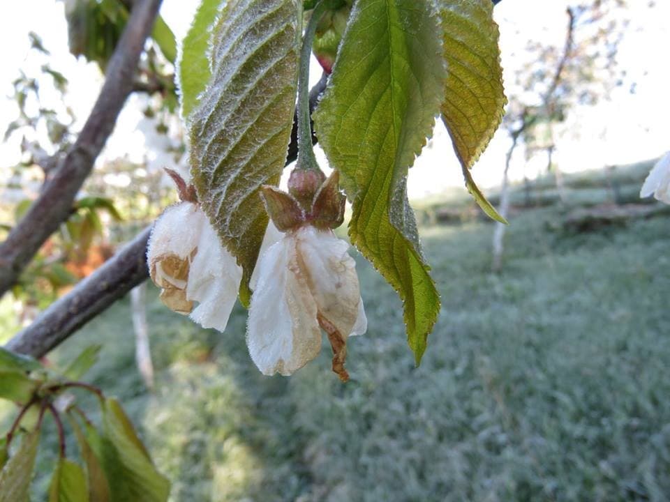 Ilustracija članka: Grude: Počinje isplata šteta uzrokovana prirodnom nepogodom niskih temperatura
