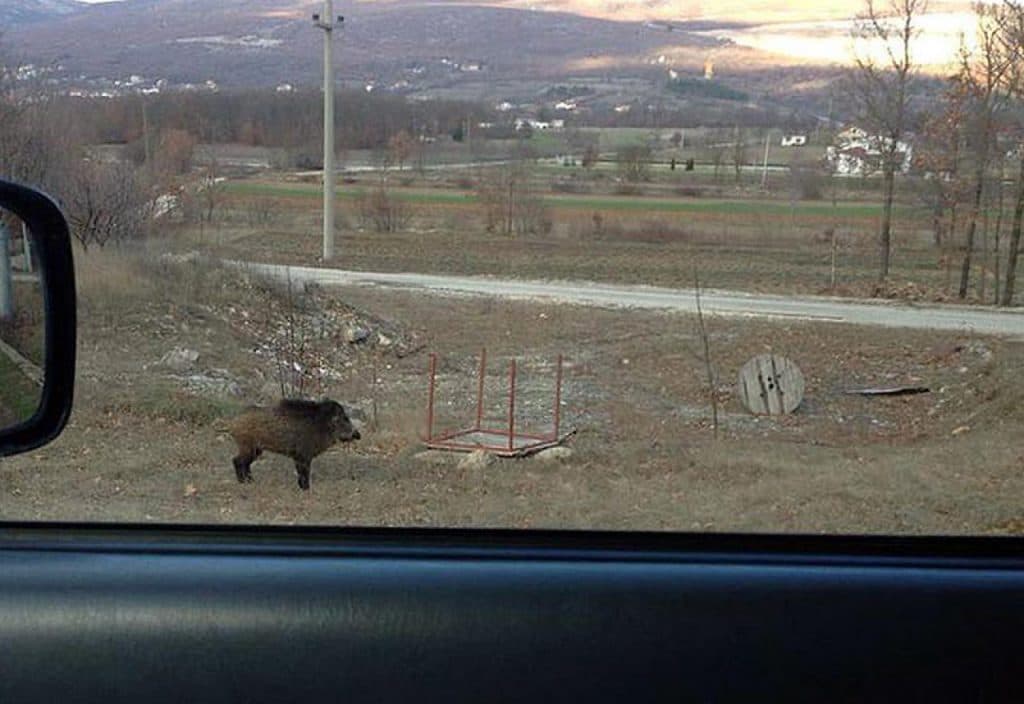 Ilustracija članka: Vepar usred dana prošetao posuškim selom