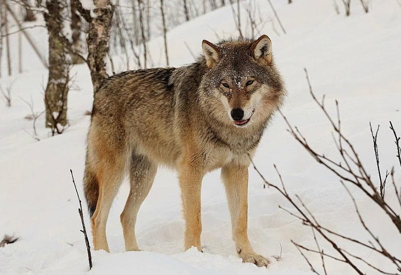 Ilustracija članka: Vukovi na Vlašiću pojeli muškarca