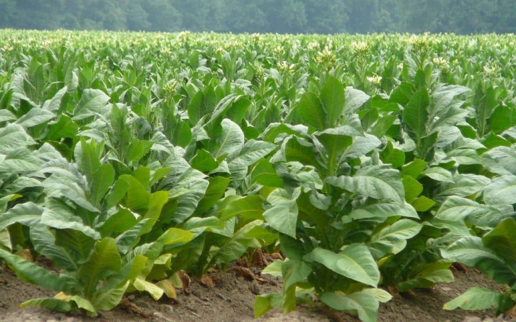 Ilustracija članka: Privredno društvo Bosanac iz Orašja spremno otkupiti sve proizvedene količine Virginije iz Hercegovine