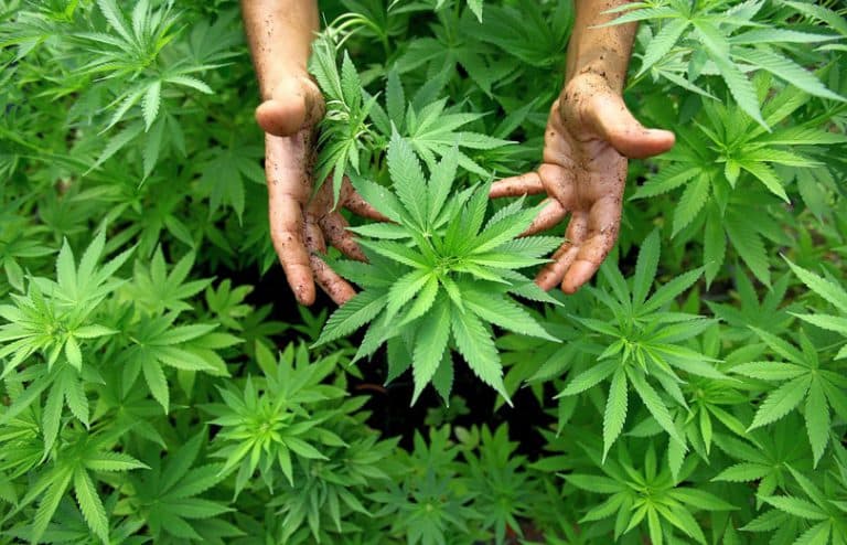 Ilustracija članka: U Ljubuškom pronađena marihuana vrijedna preko milijun KM