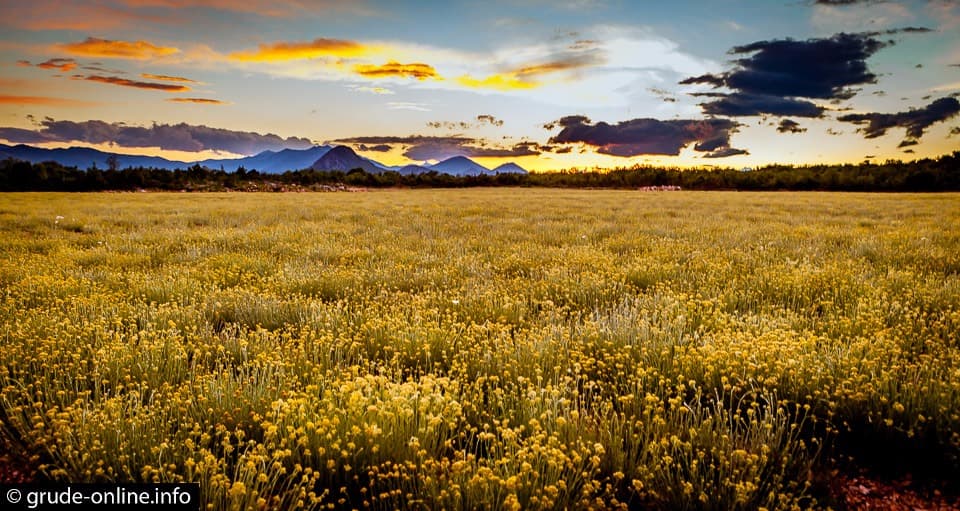 Ilustracija članka: Kako je BiH postala najveći proizvođač smilja na svijetu pa doživjela potpuni krah