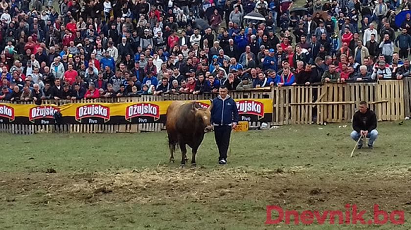Ilustracija članka: RAKITNO: Održana Šampionska korida