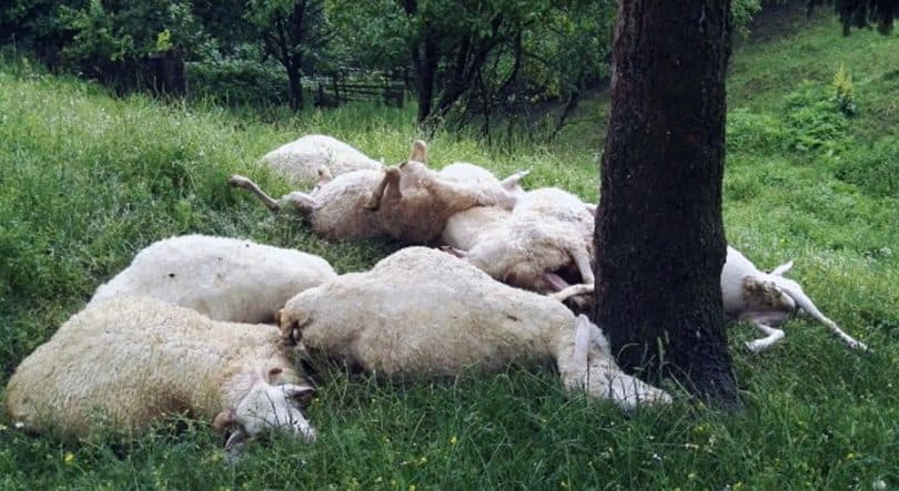 Ilustracija članka: Tomislavgrad: Grom ubio sedam ovaca, pastir lakše ozlijeđen