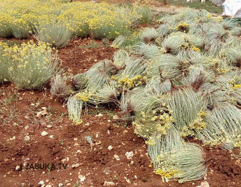 Ilustracija članka: Hercegovačko smilje zarasta u korov