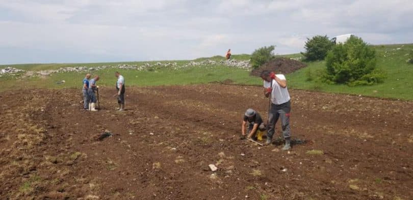 Ilustracija članka: Niču novi vinogradi u duvanjskom kraju, sadi se peti po redu