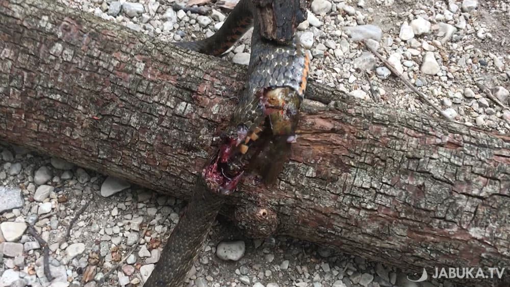 Ilustracija članka: Roštilj u prirodi: Širokobriježani iz utrobe zmije izvukli cijelu ribu (FOTO/VIDEO)