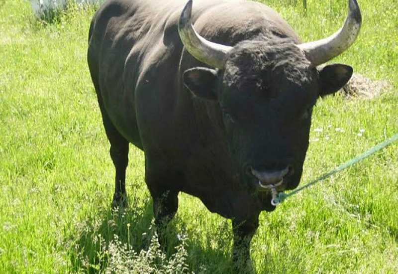 Ilustracija članka: Završio u mostarskoj bolnici: Bik nasrnuo na vlasnika