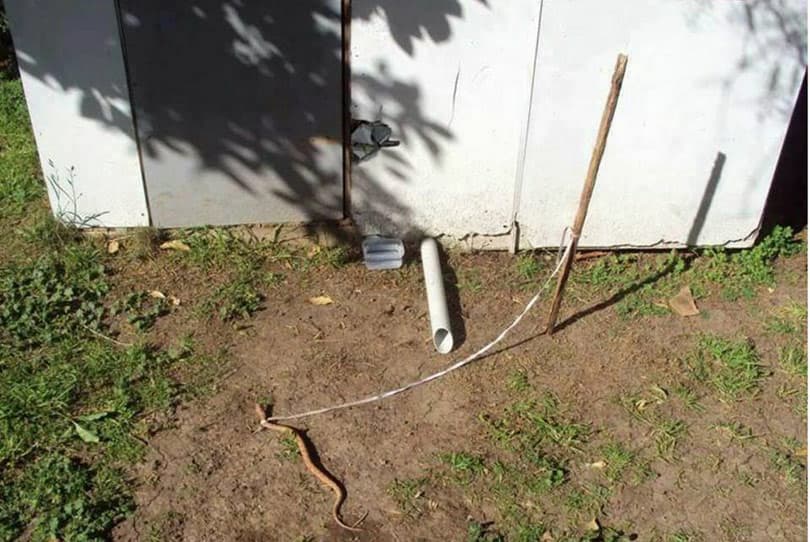 Ilustracija članka: Oprez: Umjesto psa, u Imotskom kuću čuva – poskok