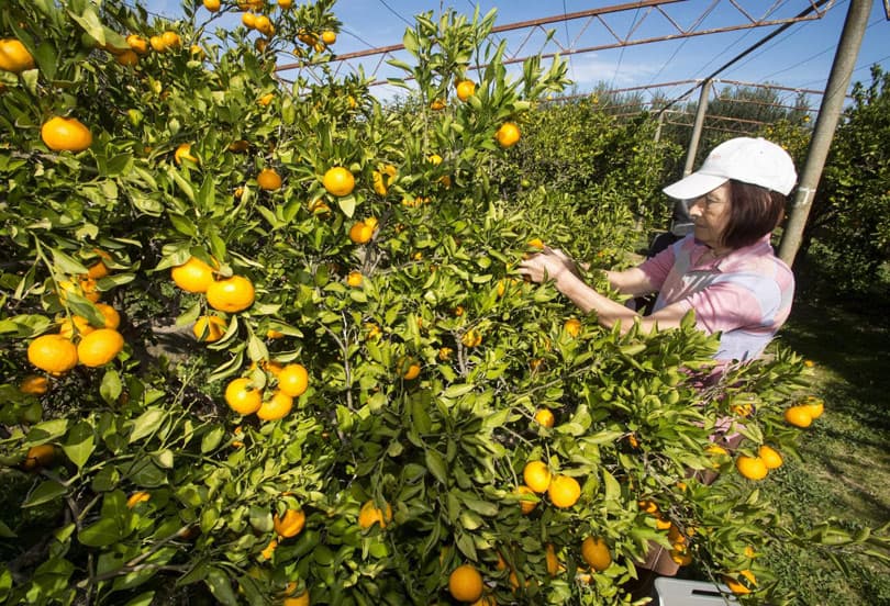 Ilustracija članka: Neretvanski voćari u problemima:”Dnevnice su skupe, berači nas ucjenjuju idu od jednog do drugog pa tko im plati više”