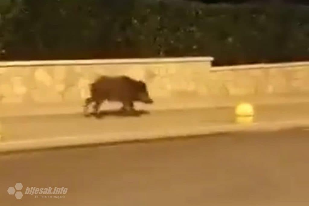 Ilustracija članka: Divlja svinja prošetala središtem Širokog Brijega