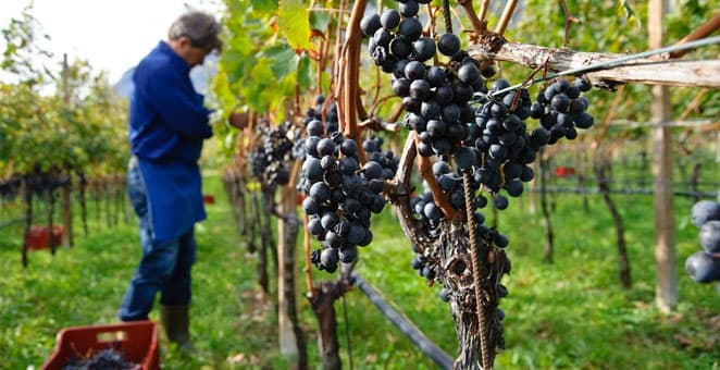 Ilustracija članka: Berba grožđa u Hercegovini: Kvalitet izvrstan, nedostaje berača
