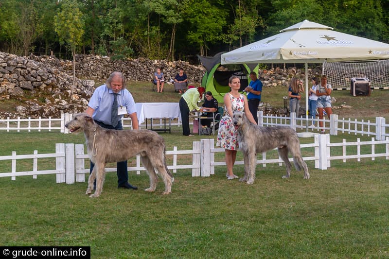 Ilustracija članka: Izložba pasa u Posušju: Očekuje se preko 100 različitih pasmina