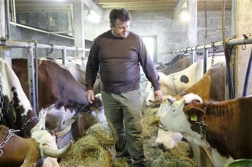 Ilustracija članka: Može li se živjeti od proizvodnje mlijeka u Imotskoj krajini?