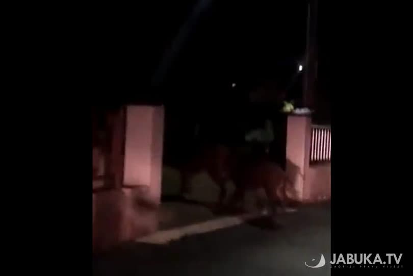 Ilustracija članka: Divlje svinje ponovno viđene u Širokom Brijegu