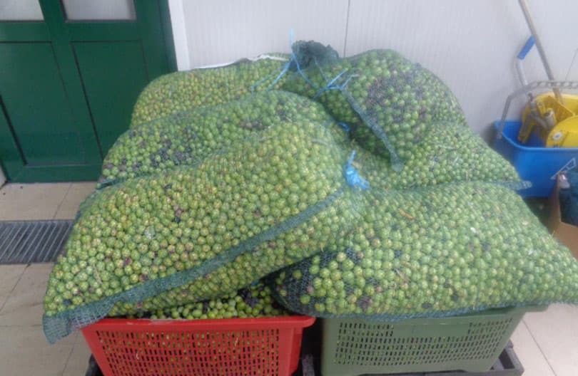 Ilustracija članka: Berba u tijeku: Odličan urod maslina u Hercegovini potaknut će i veću sadnju