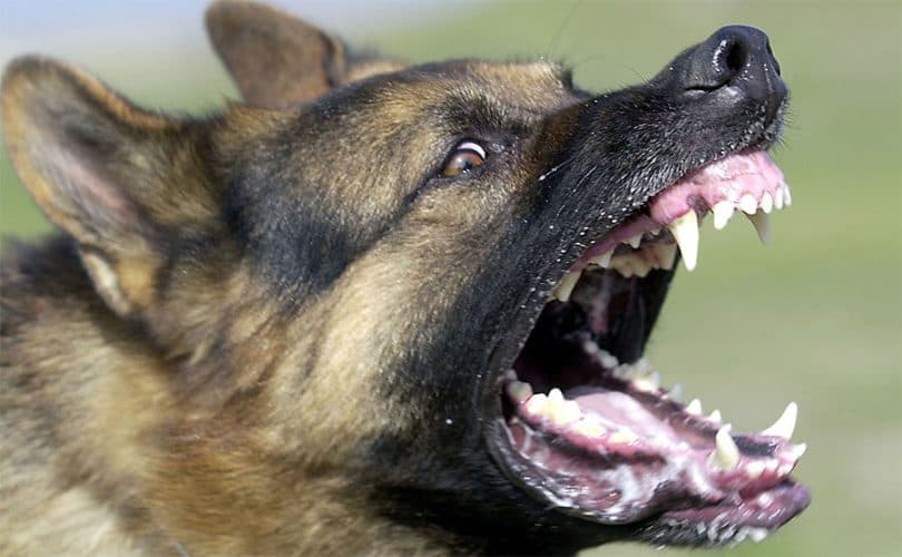 Ilustracija članka: U Posušju pas napao 15-godišnjeg dječaka