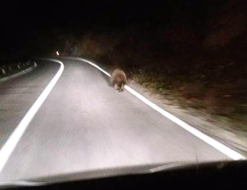 Ilustracija članka: Medo trčao cestom između Gruda i Posušja