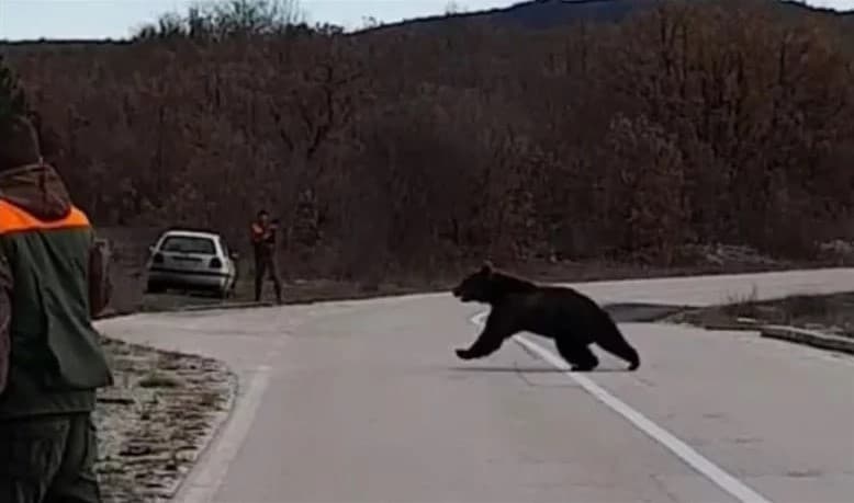 Ilustracija članka: Bliski susret lovaca i zvjerke od čak 200 kilograma u Imotskoj krajini (VIDEO)