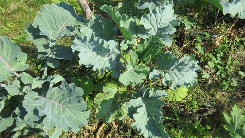 Ilustracija članka: “Sirotinjska” raštika jedna je od najzdravijih namirnica na svijetu