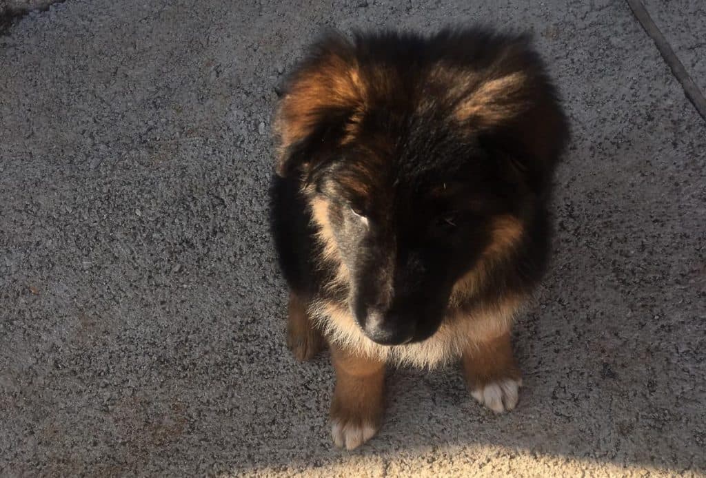 Ilustracija članka: U centru Gruda otrovana tri psa