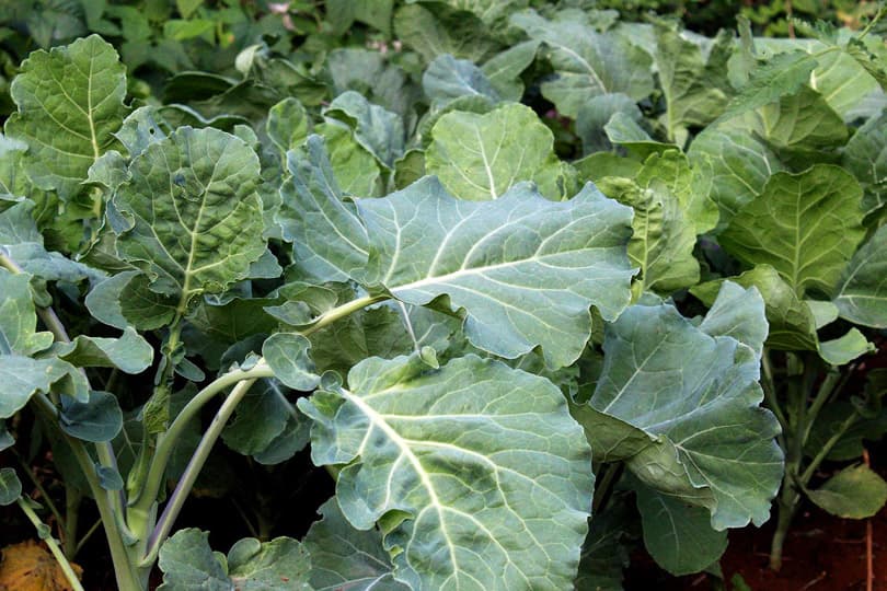 Ilustracija članka: Raštika dostiže i 10 KM, kupus rekordan