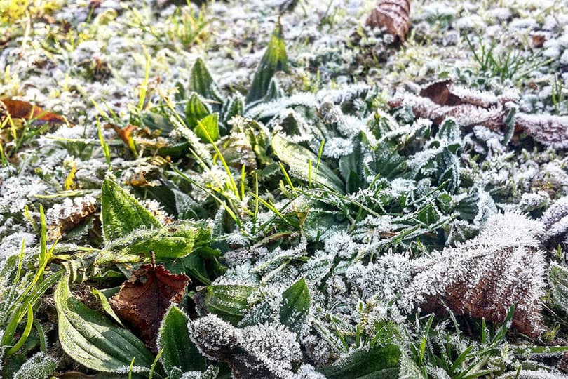 Ilustracija članka: Mraz prijeti nasadima u ŽZH: Zaštitite nadzemni pojas