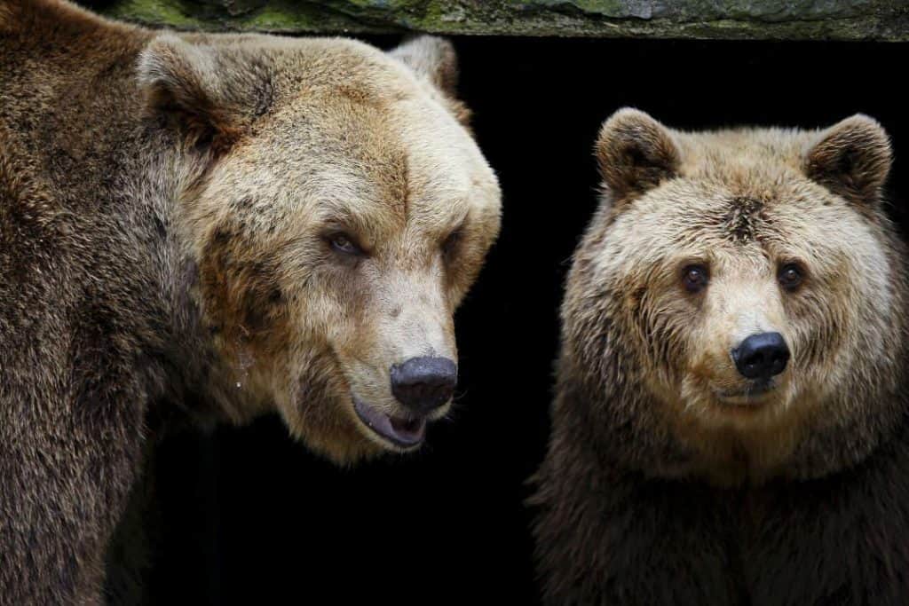 Ilustracija članka: Medo hara Biokovom: Golemu zvijer od 300 kilograma snimile nadzorne kamere svega 300-tinjak metara od prvih kuća