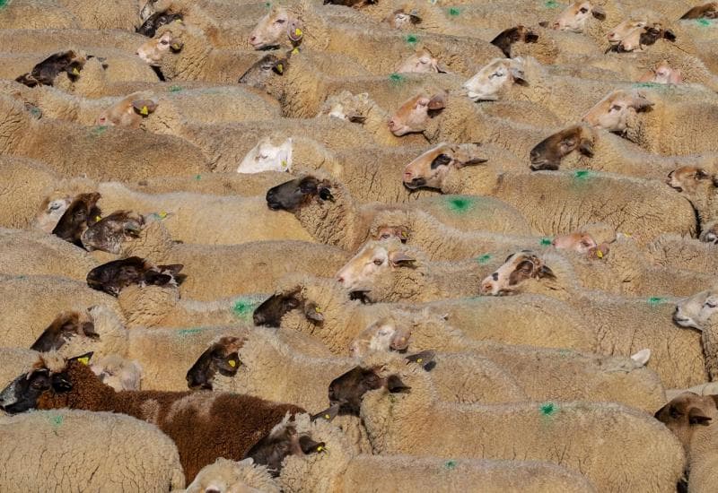 Ilustracija članka: Alarmantna situacija – Skriva se da u BiH vlada epidemija bruceloze