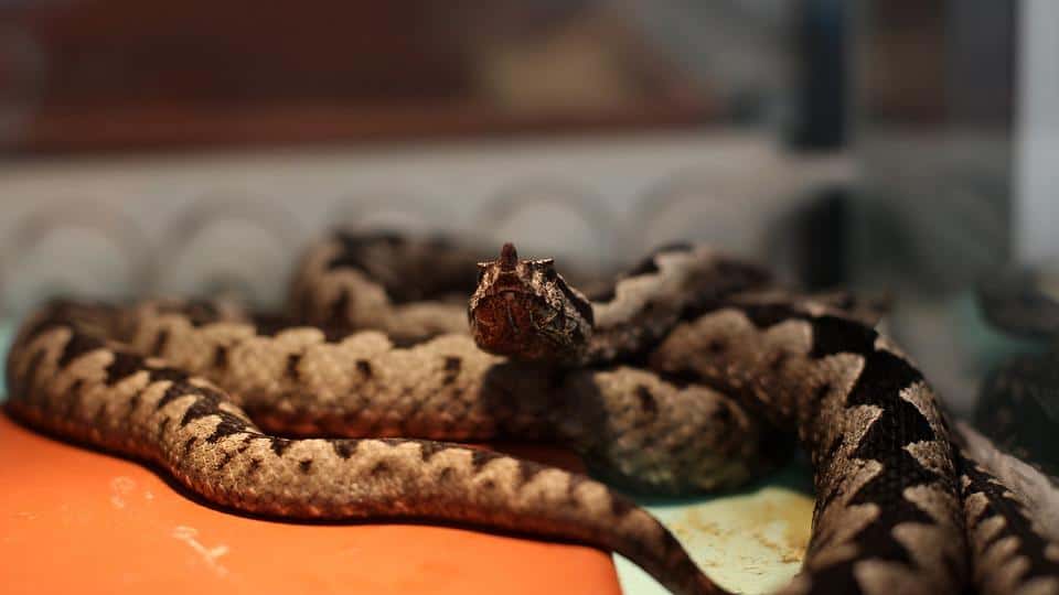 Ilustracija članka: Nije ju vidio, ali je osjetio ugriz: Muškarca ugrizao poskok kod Imotskog