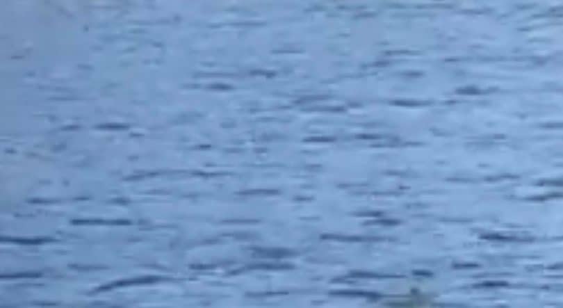 Ilustracija članka: Veliki morski pas snimljen uz obale Makarske