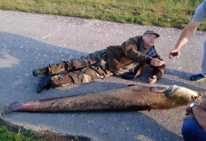 Ilustracija članka: Na Buškom jezeru ulovljen som težak 95 kilograma