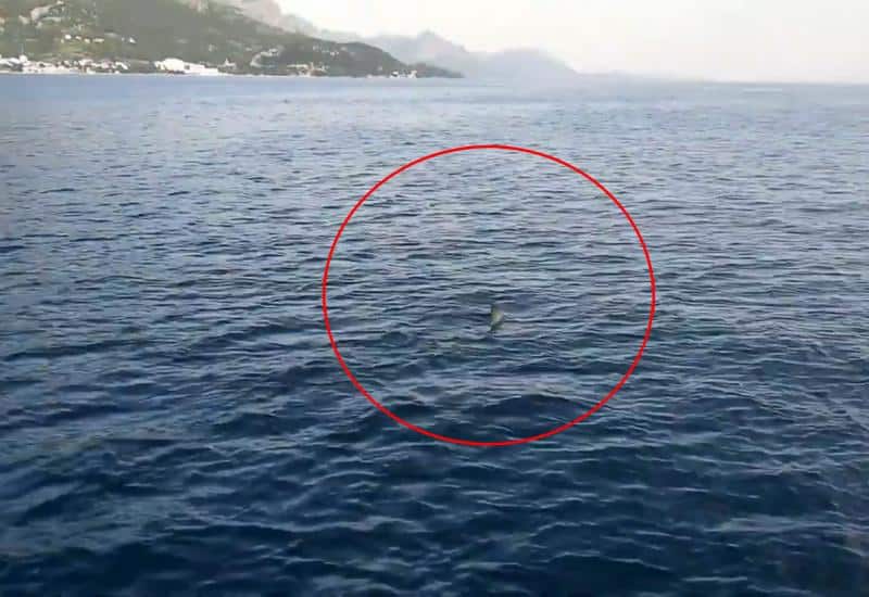 Ilustracija članka: Objavljena nova snimka velike morske nemani pokraj Makarske