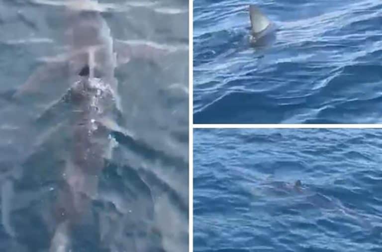 Ilustracija članka: Oceanografi pojasnili: Vrsta morskog psa je ona koja se vratila u Jadran nakon 40 godina izbivanja